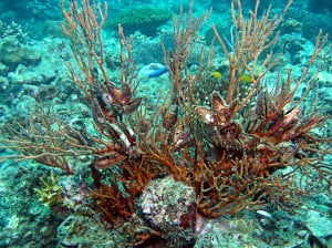 Whip Coral Colony Whip Coral Colony