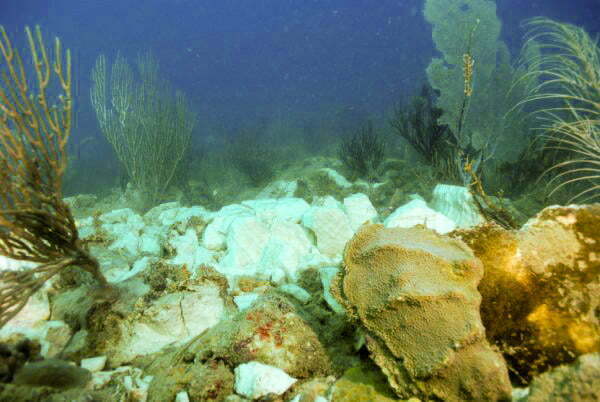 coral reef destruction