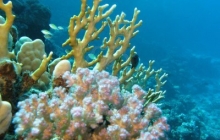 coral-reef-1