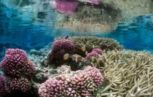 coral-reef-bleaching-2