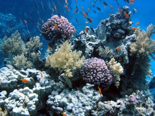 Great Barrier Reef Coral Bleaching